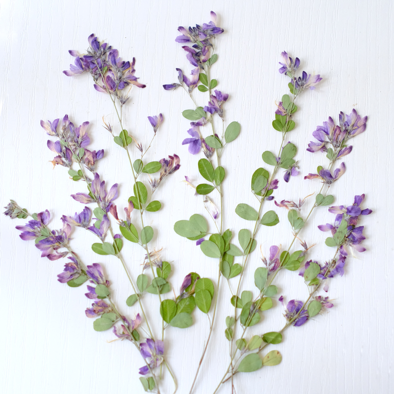 Resin Art Bookmark - 6個入り、天然レスペデザのドライプレスフラワー、植物標本絵画アート、フォトフレーム、手作りブックマーク、樹脂ジュエリー