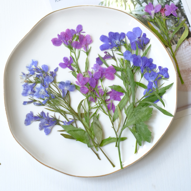 Resin Art Bookmark - 6個/8-13cm、自然のロベリア・エリヌス乾燥押し花、茎付き、手作りの花びらメイク、ネイルアート、樹脂ジュエリー、ブックマーク