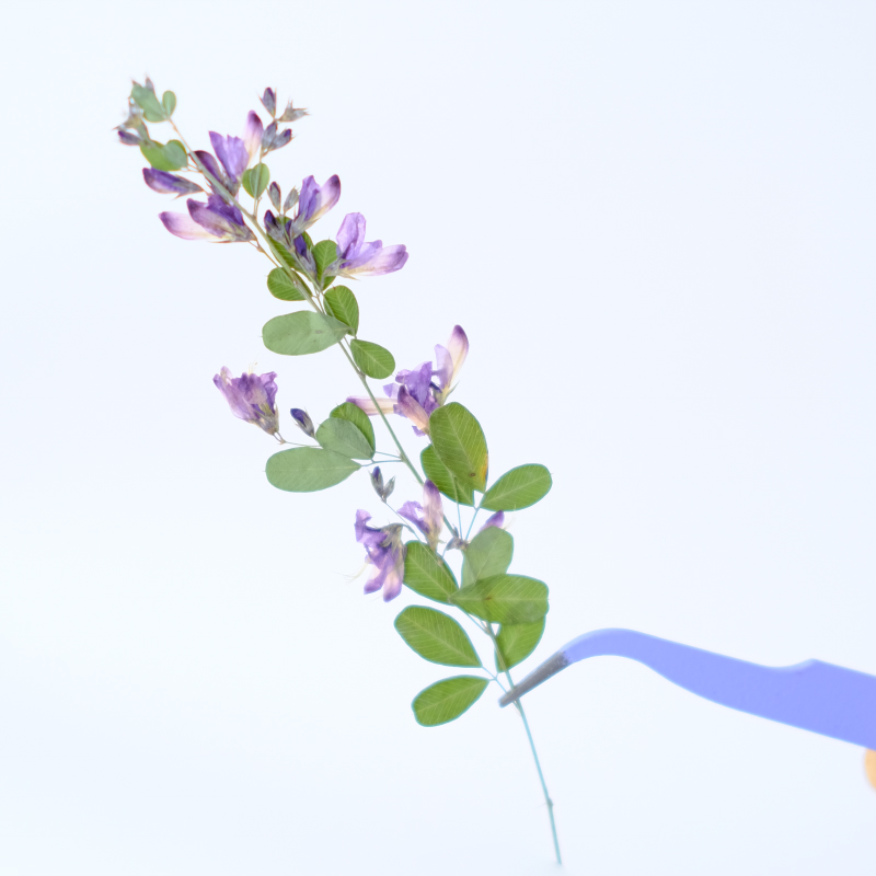 6個入り、天然レスペデザのドライプレスフラワー、植物標本絵画 - Resin Art Bookmark のレビューと価格