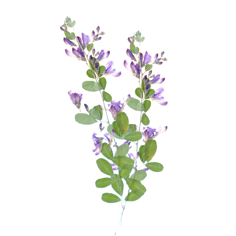 6個入り、天然レスペデザのドライプレスフラワー、植物標本絵画 - Resin Art Bookmark のレビューと価格