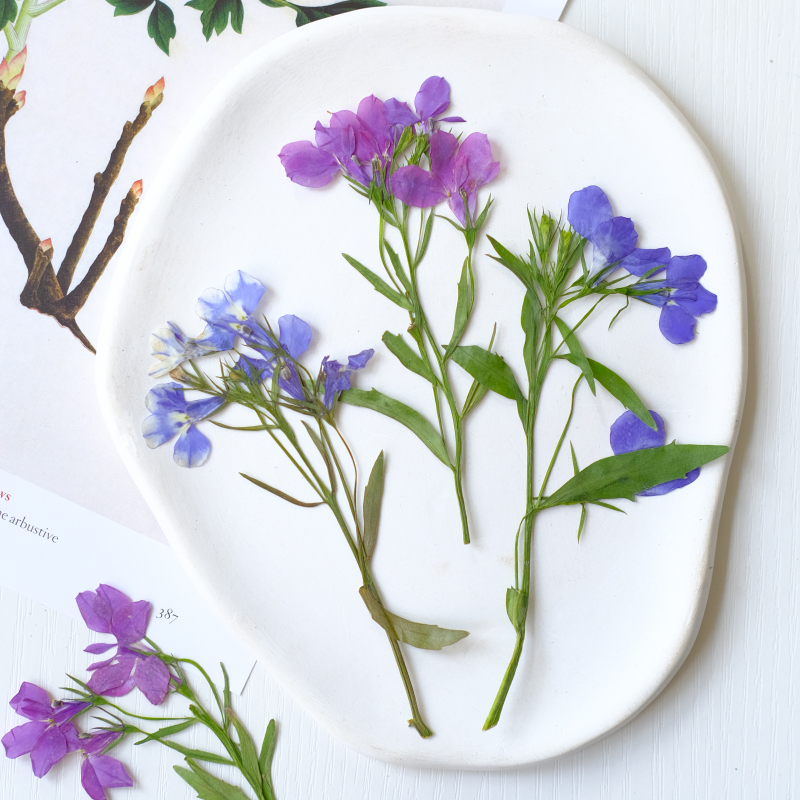 6個/8-13cm、自然のロベリア・エリヌス乾燥押し花、茎付 - Resin Art Bookmark のレビューと価格